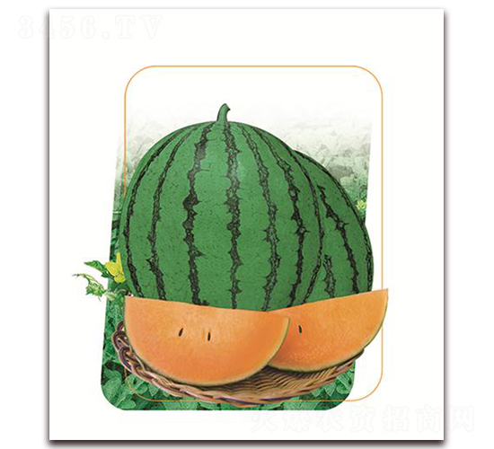 ������-���ϷN��-����(y��u)�r(n��ng)�I(y��)