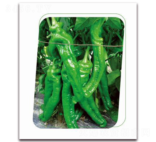 ����-�����N��-����(y��u)�r(n��ng)�I(y��)