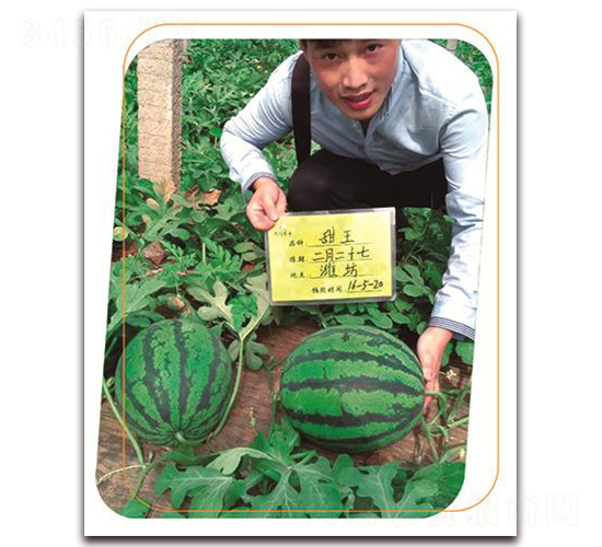 ������-���ϷN��-����(y��u)�r(n��ng)�I(y��)