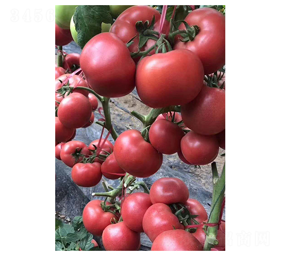 ӡ������-���t���N��-���N�I(y��)