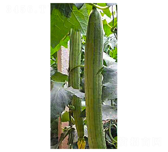 ���һ̖-�z����-���N�I(y��)