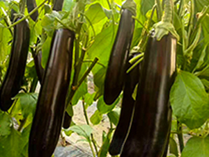 ������-���ӷN��-���N�I(y��)