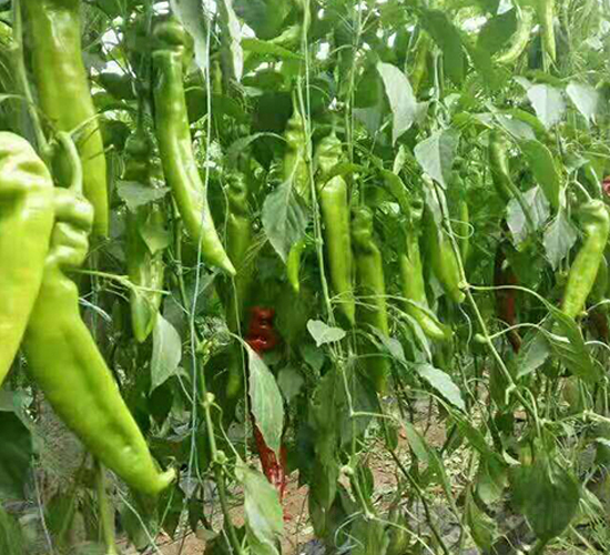 �ձ�����-�����N��-���N�I(y��)