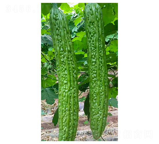 �|�L21-��ϷN��-���N�I(y��)