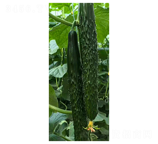 ������620-�S�ϷN��-���N�I(y��)