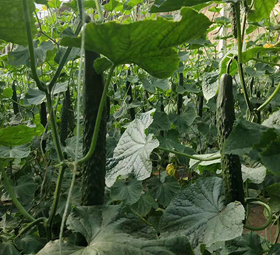 ʥ��(y��u)58-�S�ϷN��-���N�I(y��)