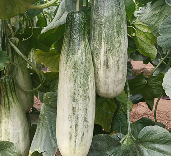 ����9̖-��ϷN��-���N�I(y��)