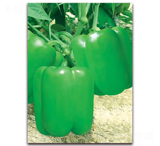 ��������-�����N��-(li��n)�S�N�I(y��)