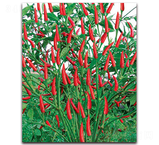 �������-���콷�N��-(li��n)�S�N�I(y��)