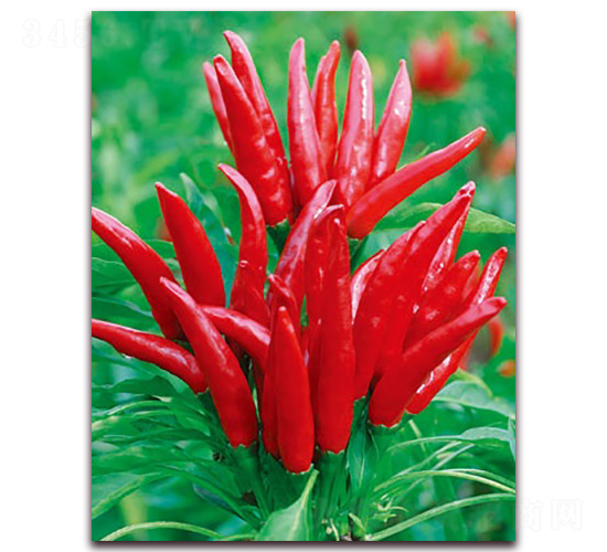 ӳ��t-���콷�N��-(li��n)�S�N�I(y��)