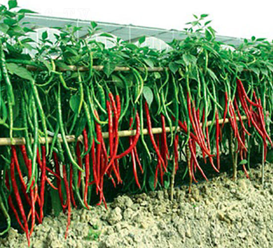 ���L������̖-�����N��-(li��n)�S�N�I(y��)