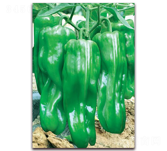 ��һ����Ƥ��-�ݽ��N��-(li��n)�S�N�I(y��)