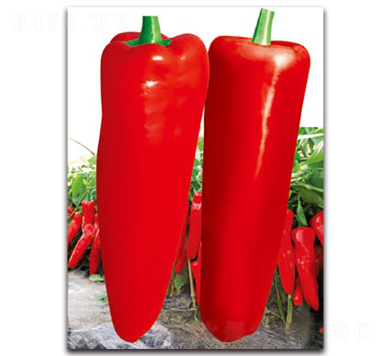 �ĝM�t-�ݽ��N��-(li��n)�S�N�I(y��)