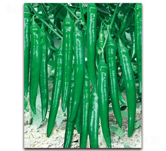 ħζ-�⽷�N��-(li��n)�S�N�I(y��)