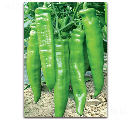 (li��n)�S��-�⽷�N��-(li��n)�S�N�I(y��)