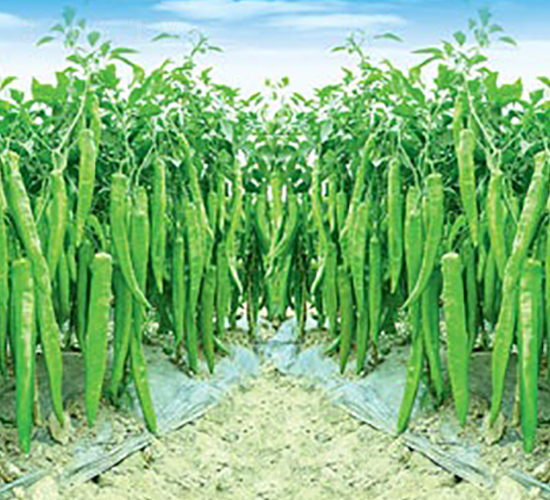 (li��n)�S����-�⽷�N��-(li��n)�S�N�I(y��)