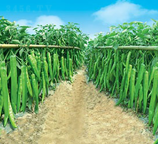 ���l(f��)998-�⽷�N��-(li��n)�S�N�I(y��)