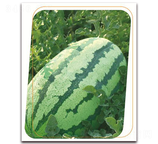 ��ʢ��̖-���ϷN��-����(y��u)�r(n��ng)�I(y��)