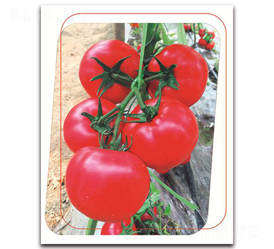 �۶�{-���ѷN��-����(y��u)�r(n��ng)�I(y��)