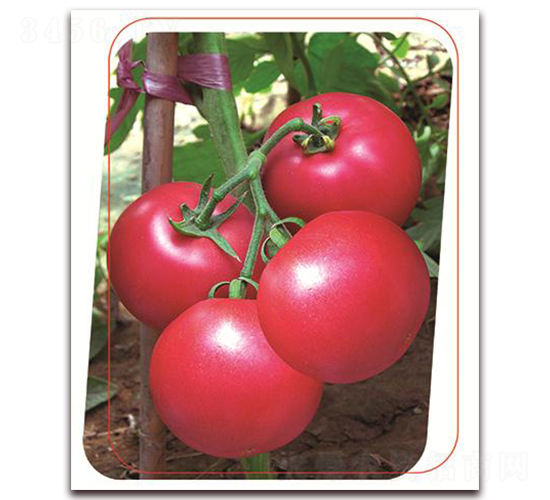 �·�ʿ��-���ѷN��-����(y��u)�r(n��ng)�I(y��)