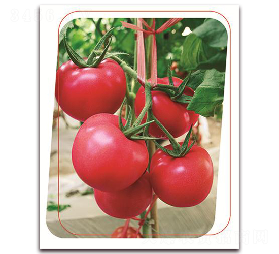 ���з���̖-���ѷN��-����(y��u)�r(n��ng)�I(y��)