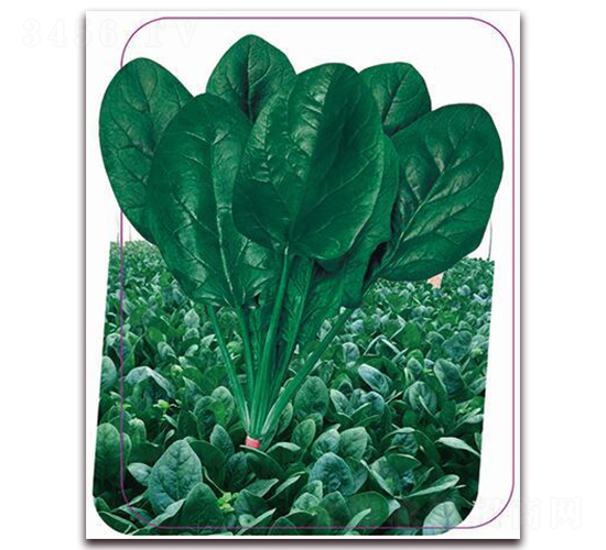 ����-���˷N��-����(y��u)�r�I(y��)