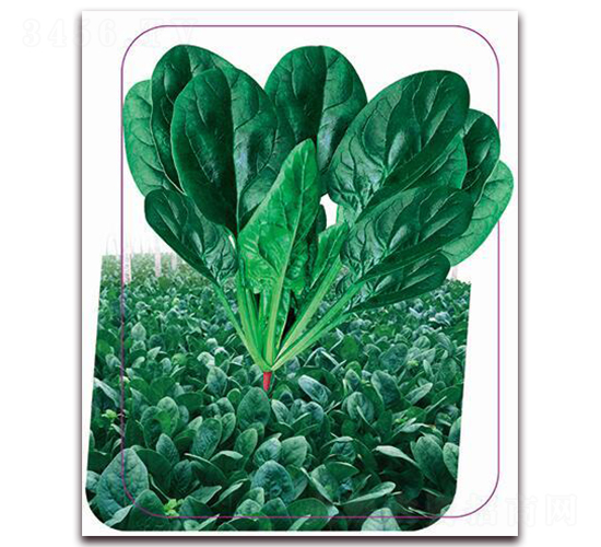 ������̖-���˷N��-����(y��u)�r(n��ng)�I(y��)