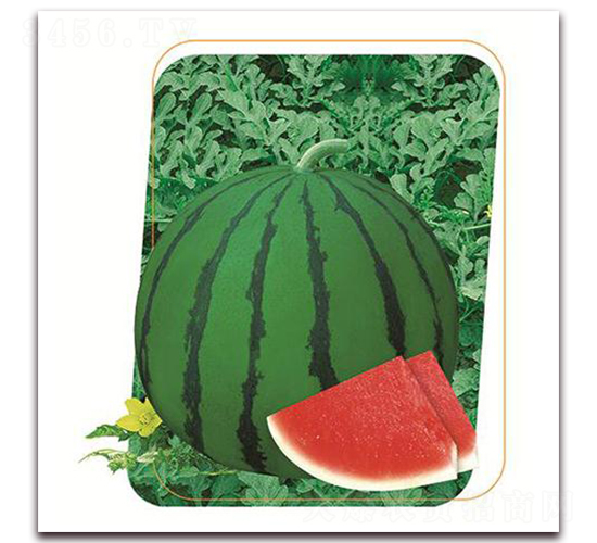 ����1̖-���ϷN��-����(y��u)�r(n��ng)�I(y��)