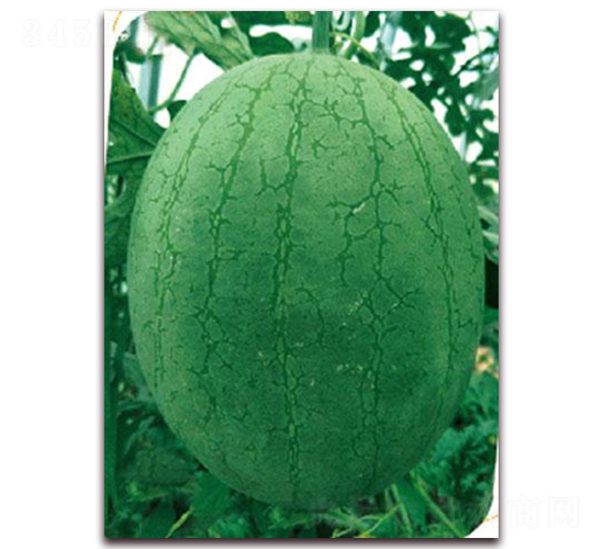 Խ��-���ϷN��-����(y��u)�r(n��ng)�I(y��)