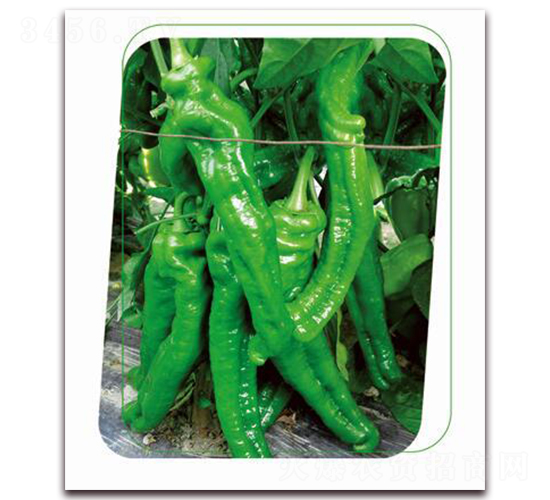 ���e7̖(h��o)-�����N��-����(y��u)�r(n��ng)�I(y��)