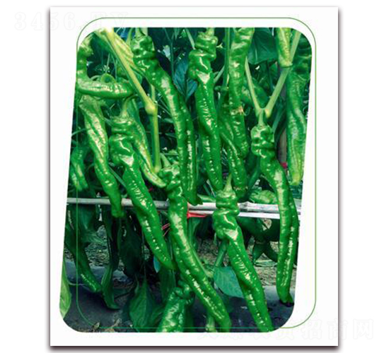 ����5̖(h��o)-�����N��-����(y��u)�r(n��ng)�I(y��)