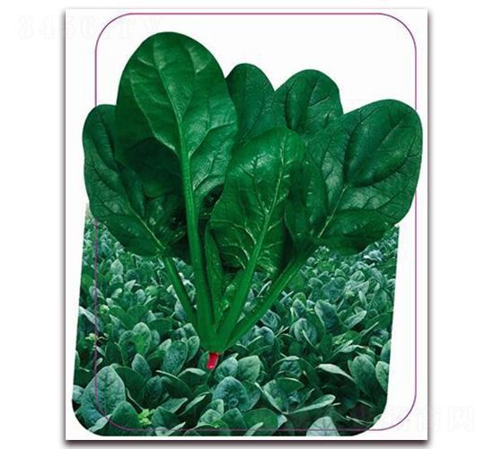 �G��-���˷N��-����(y��u)�r(n��ng)�I(y��)