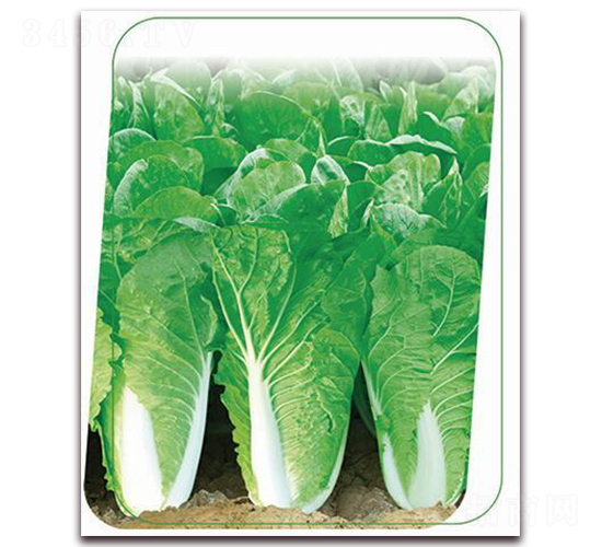 ���v6̖(h��o)-�~�˷N��-����(y��u)�r(n��ng)�I(y��)