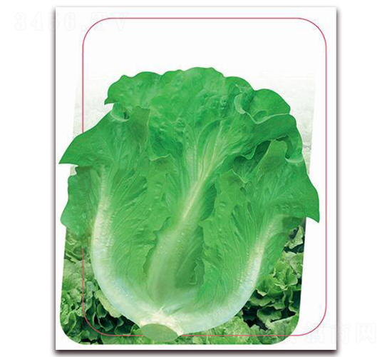 �������-�~�˷N��-����(y��u)�r(n��ng)�I(y��)