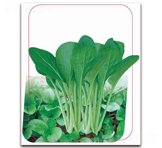 �G����-�~�˷N��-����(y��u)�r(n��ng)�I(y��)