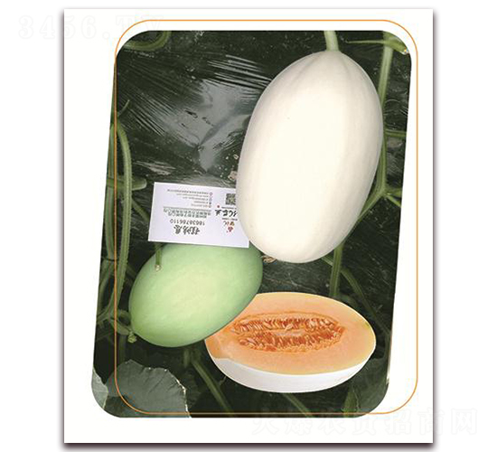 ��ѩ��t-��ϷN��-����(y��u)�r(n��ng)�I(y��)