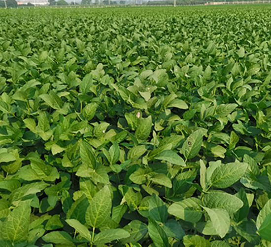 �ƶ�10̖-�󶹷N��-�A��