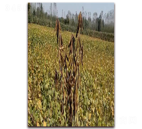 �ʶ�18-�󶹷N��-��Դ�N�I(y��)