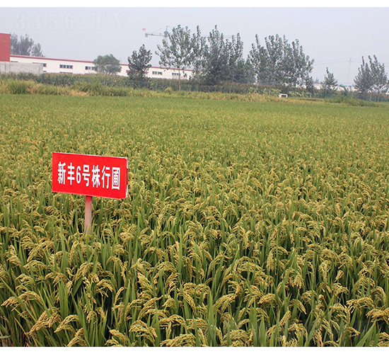 ���S6̖(h��o)-�SԴ�N��