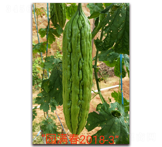 �A�M��-��ϷN��-ӳɽ��