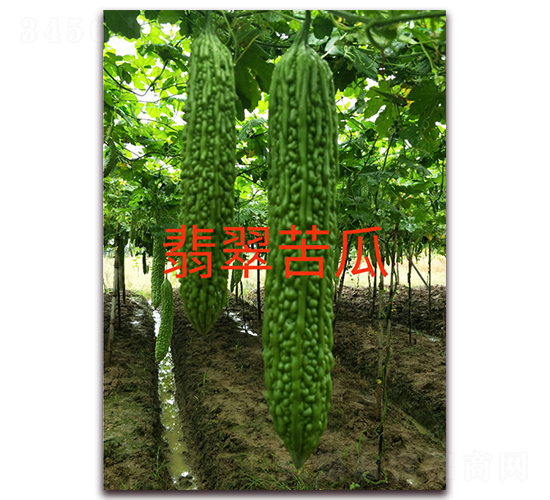 �����-��ϷN��-ӳɽ��