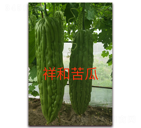 ��Ϳ��-��ϷN��-ӳɽ��