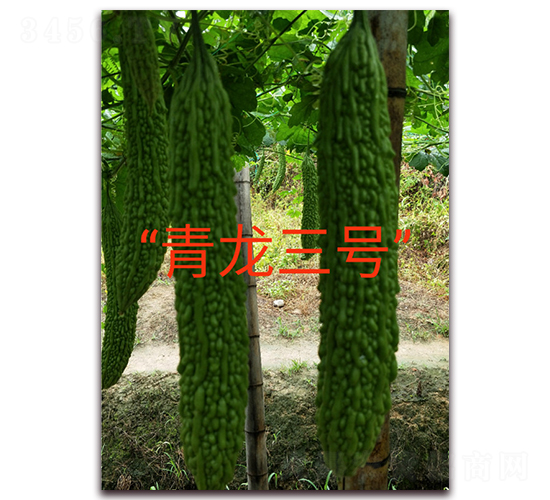 ������̖-��ϷN��-ӳɽ��