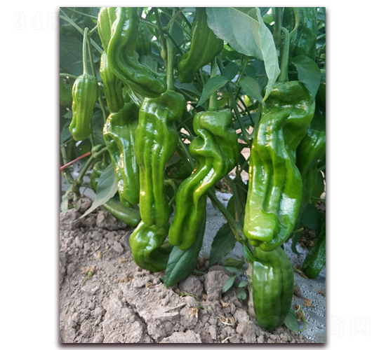 ̩��008-�ཷ�N��-ӳɽ��