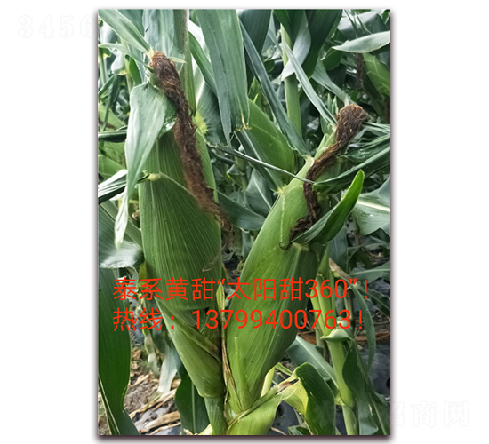 ̫���360-ˮ�����׷N��-ӳɽ��