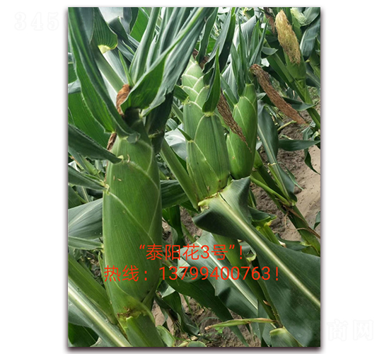 ̩ꖻ�3̖-ˮ�����׷N��-ӳɽ��