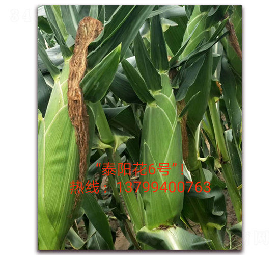 ̩�(y��ng)��6̖(h��o)-ˮ�����׷N��-ӳɽ��