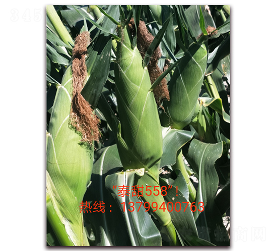 ̩��558-ˮ�����׷N��-ӳɽ��