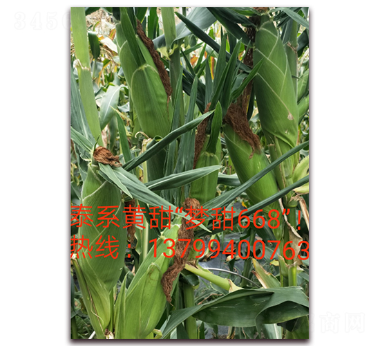 ����668-ˮ�����׷N��-ӳɽ��