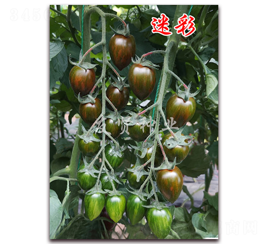 �Բ�-��ɫ���ѷN��-���t�N�I(y��)